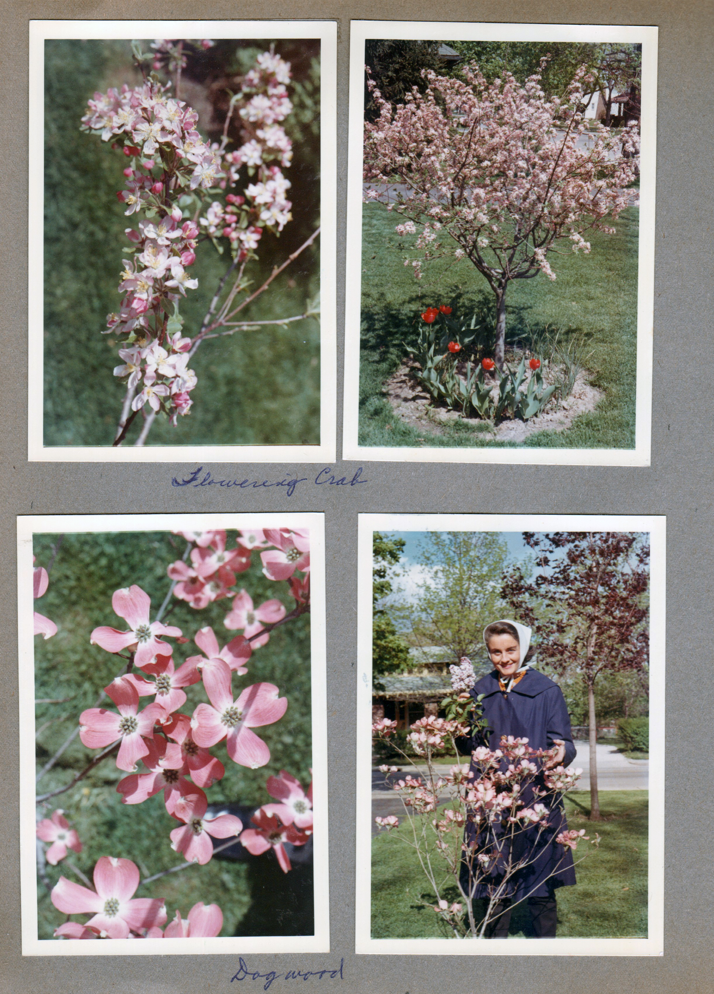 6122 yard - Rosemary with dogwood tree