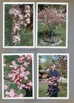 6122 yard - Rosemary with dogwood tree
