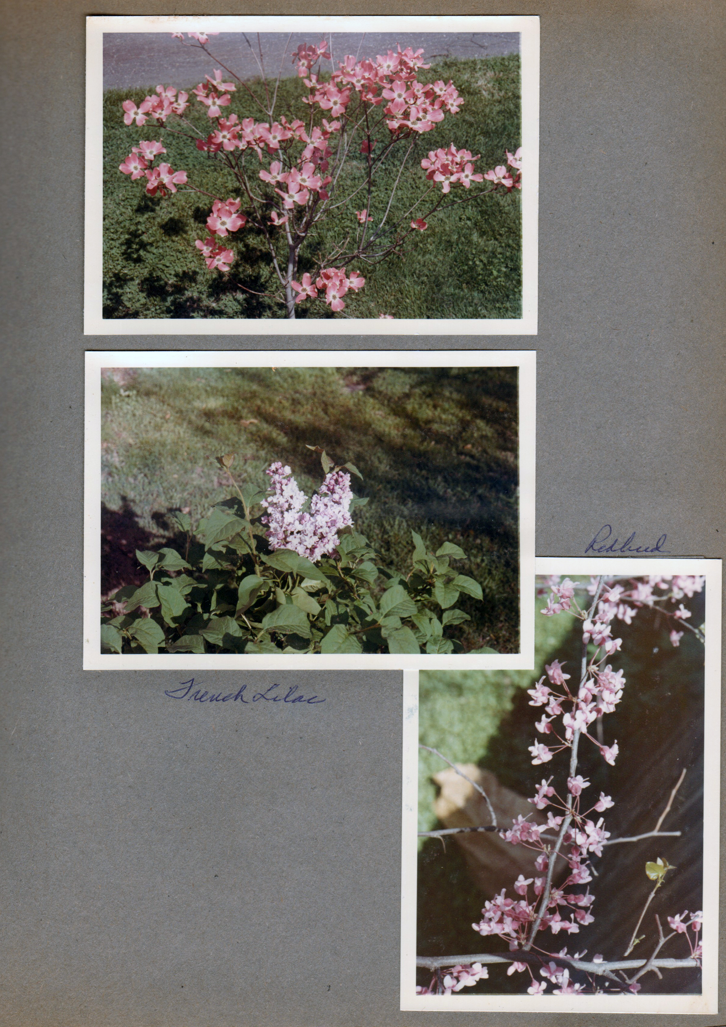 6122 yard - dogwood tree, French Lilac, redbud