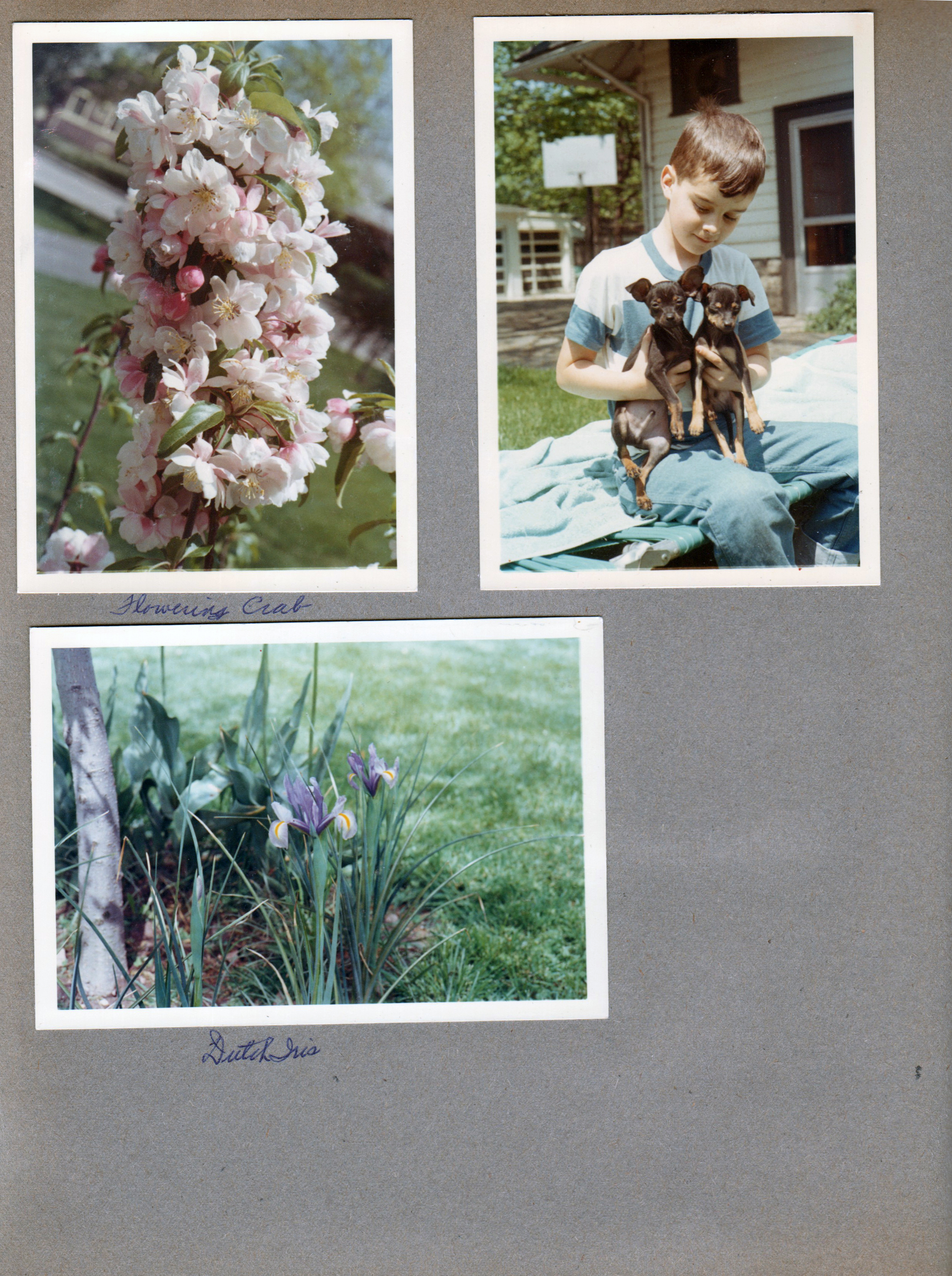 6122 yard - flowering crab apple tree. Alan with puppies. Dutch Iris.