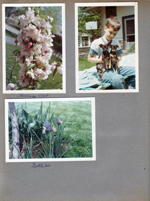 6122 yard - flowering crab apple tree. Alan with puppies. Dutch Iris.