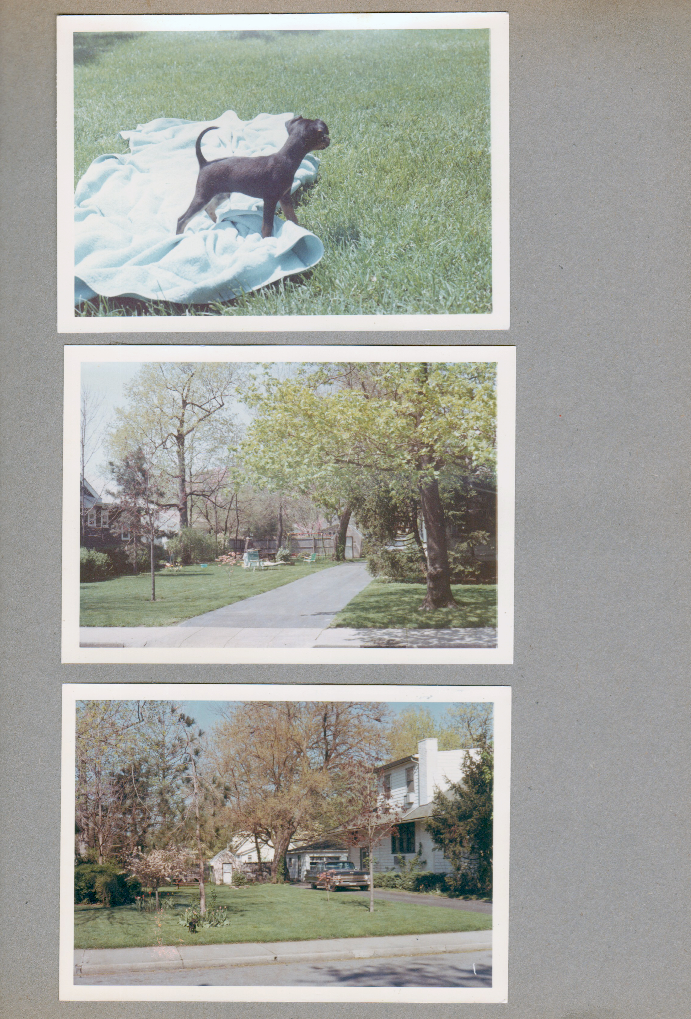 6122 yard - puppy on blanket. Side yard trees.