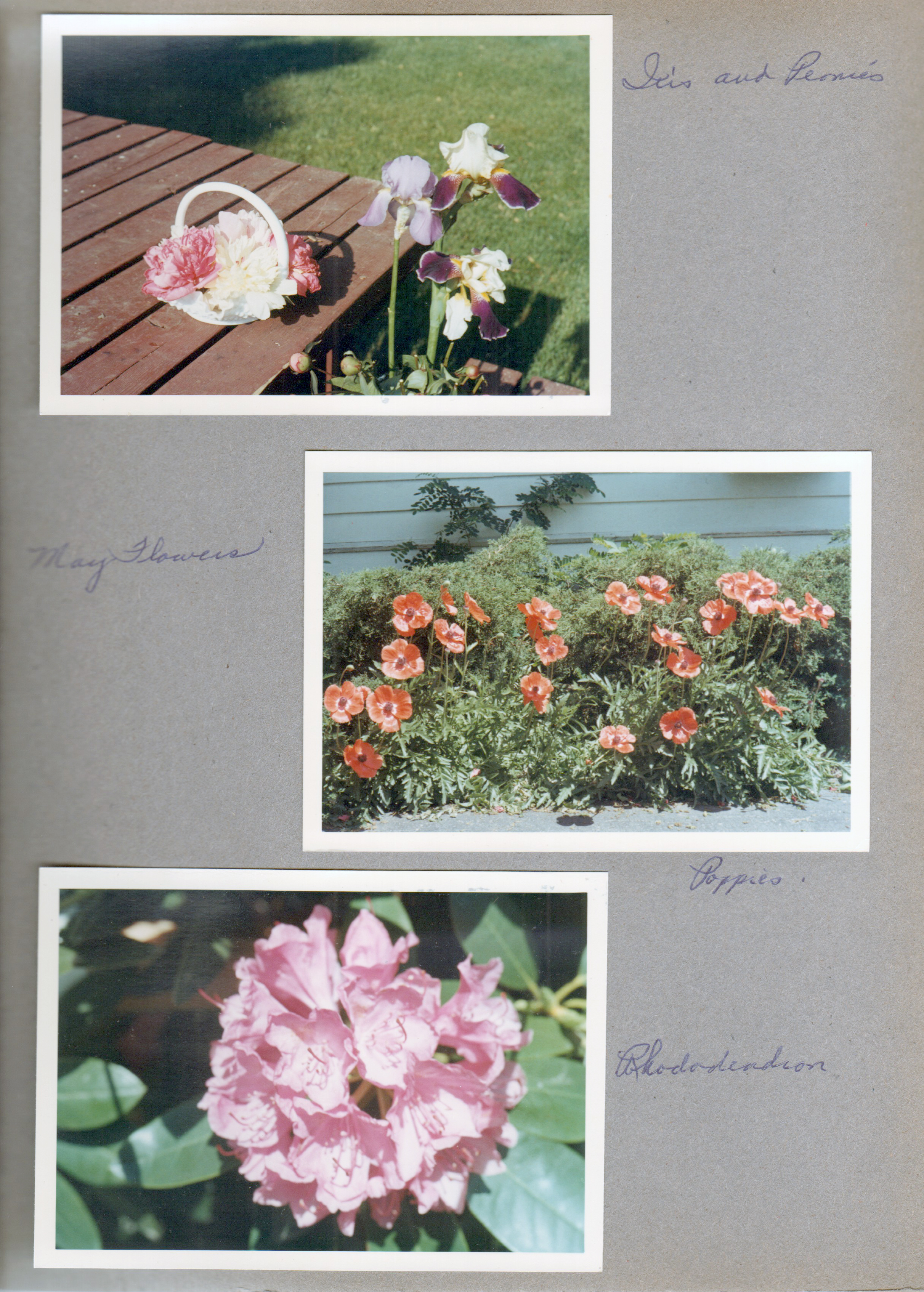 6122 yard - iris and peonies. Poppies. Rhododendron