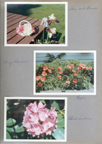 6122 yard - iris and peonies. Poppies. Rhododendron