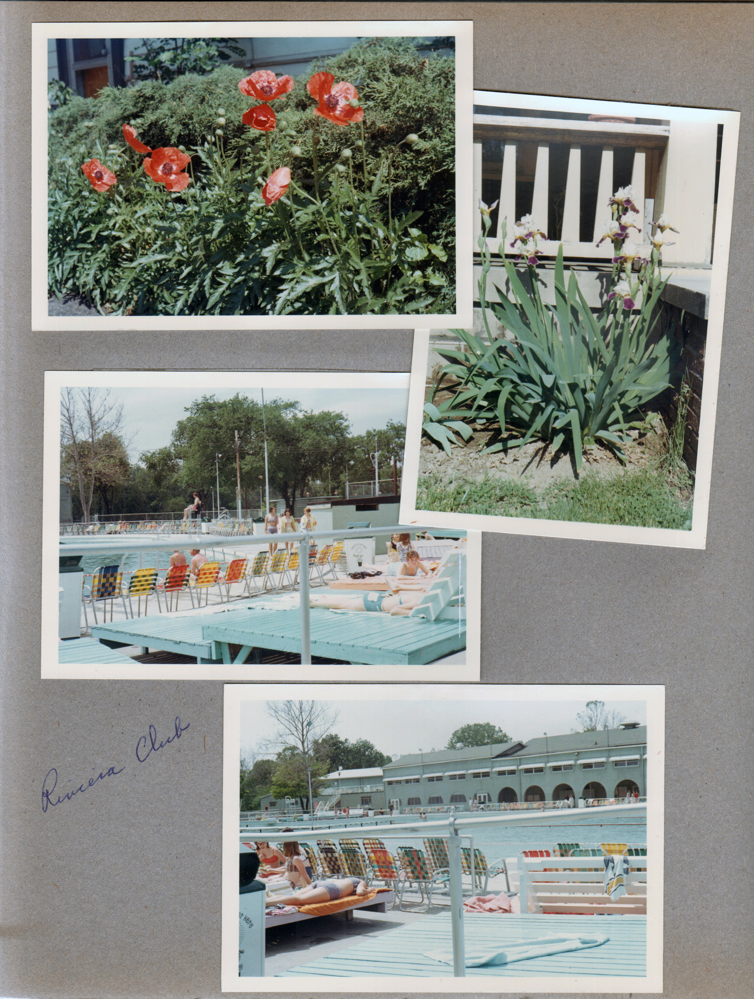 6122 yard - Poppies. Iris at neighbor's house. Riviera Club from decks.