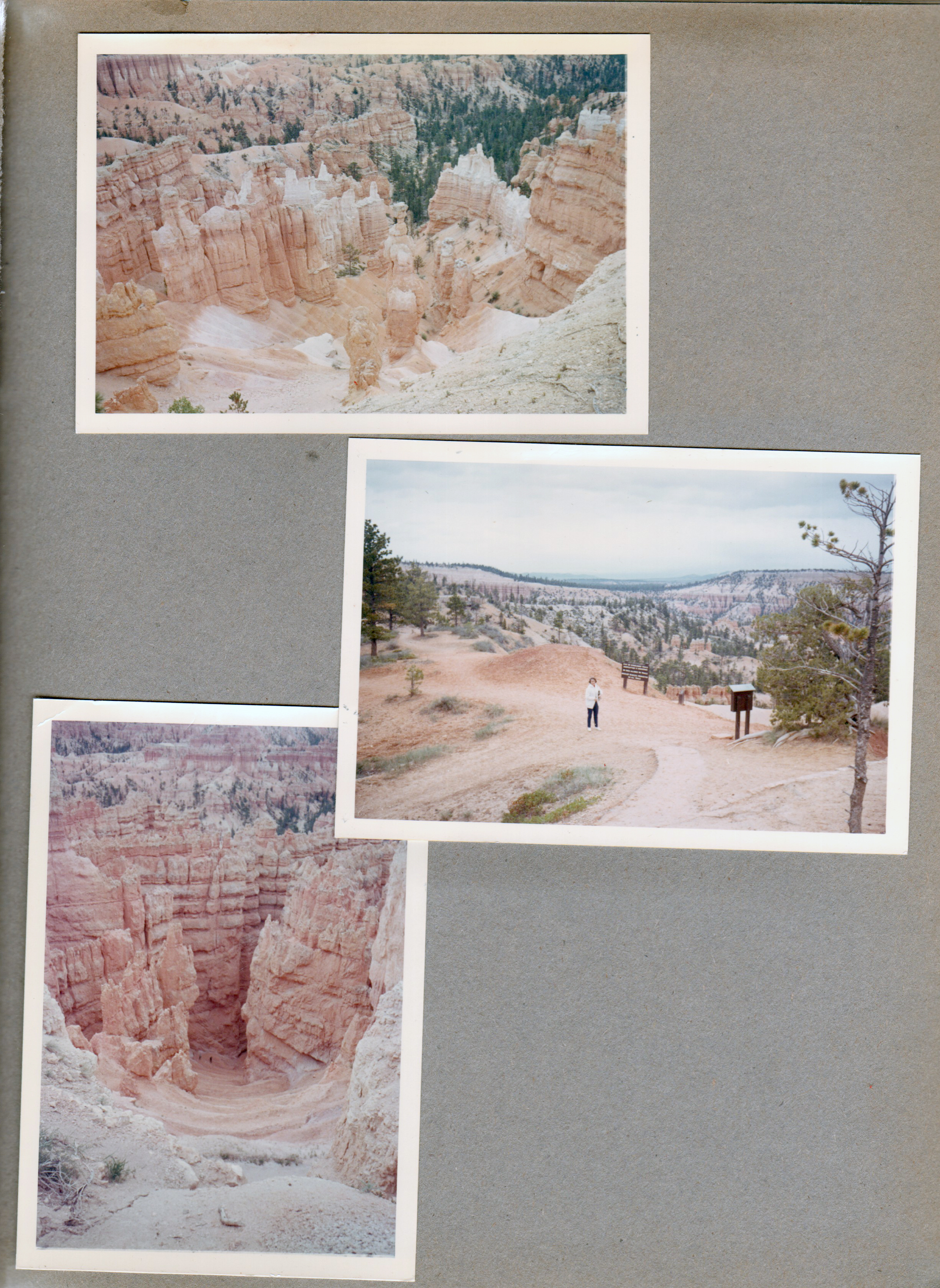 Bryce Canyon Rosemary