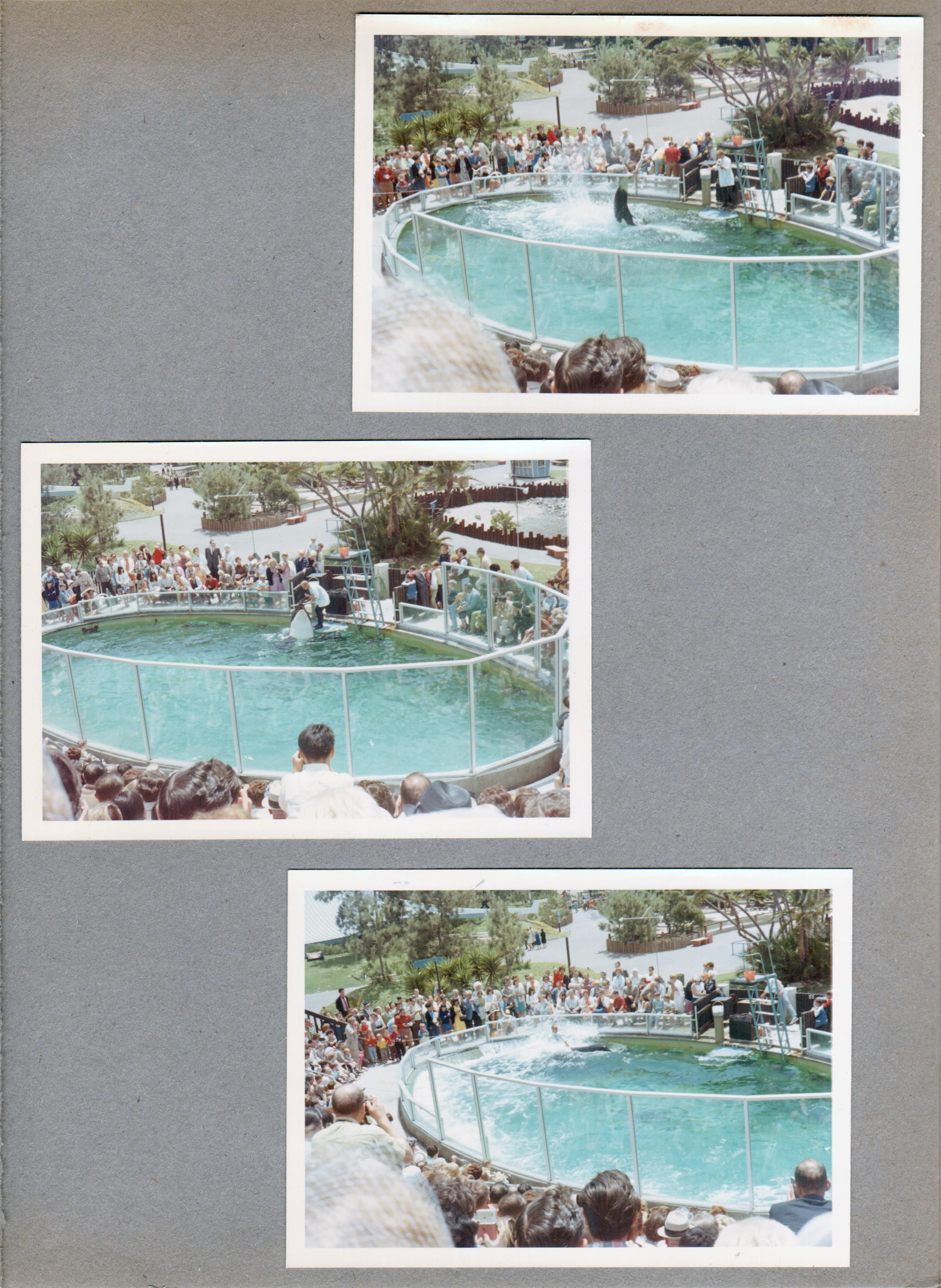 Sea World Shamu show