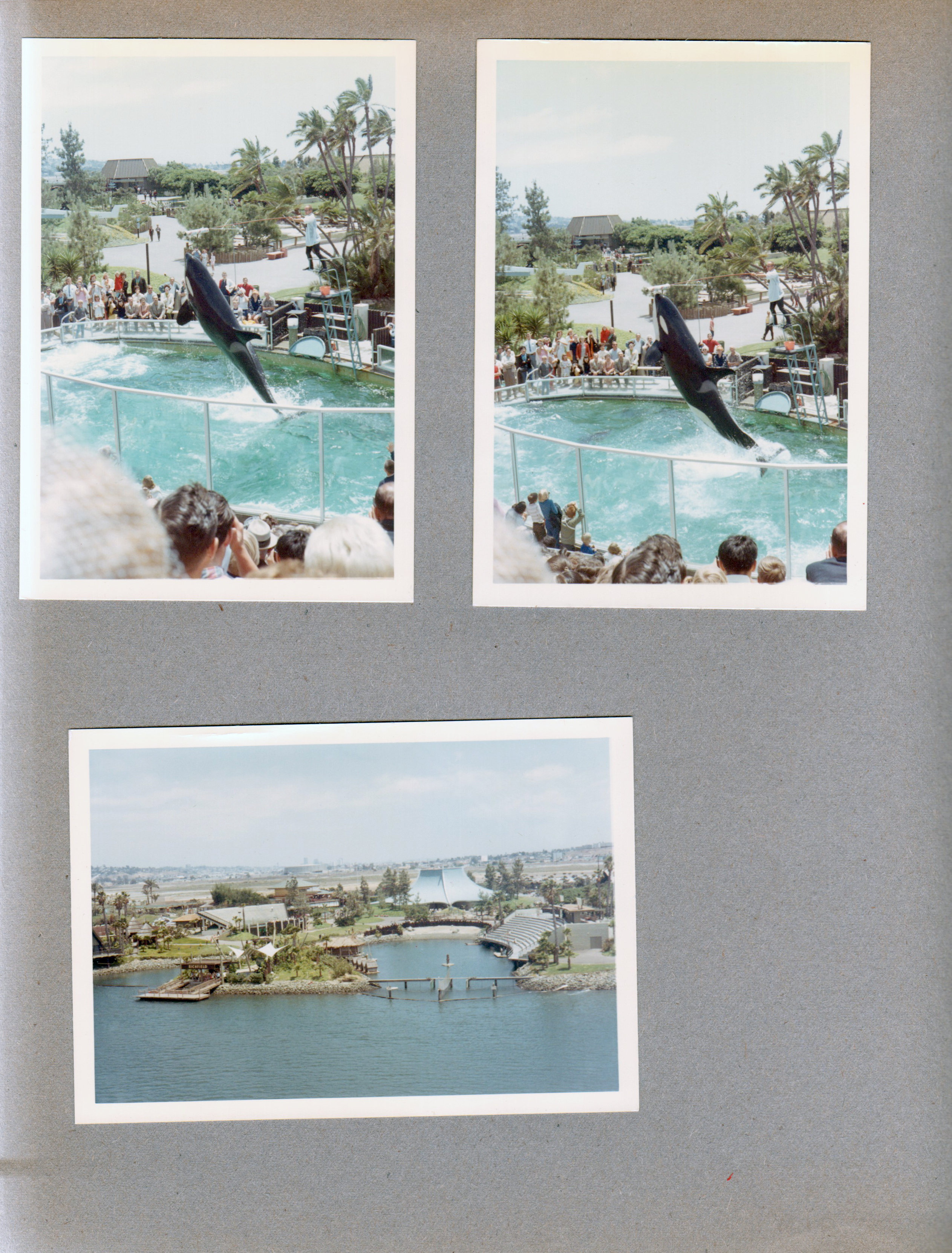 Sea World Shamu show. from Sea World Sky Ride?