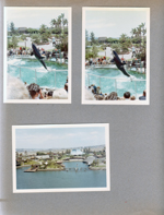 Sea World Shamu show. from Sea World Sky Ride?