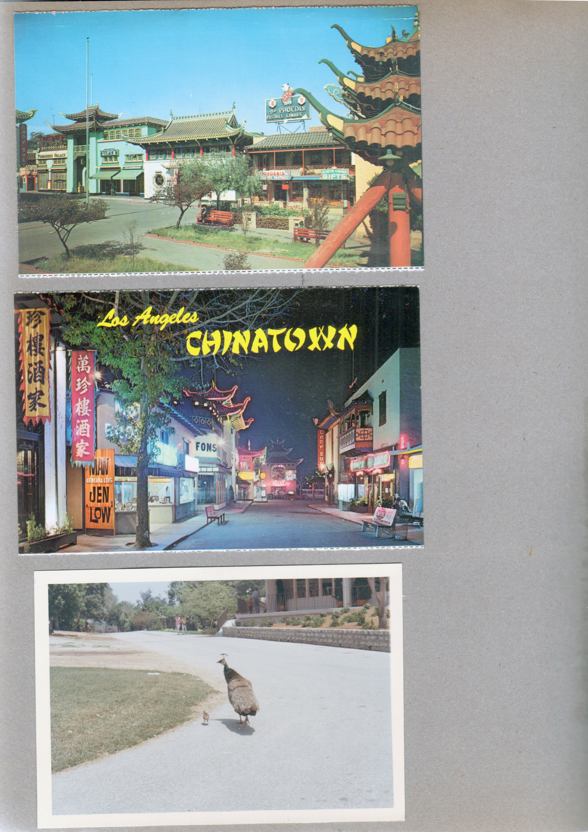 postcard New Chinatown P5125, postcard Los Angeles Chinatown picturesque P57727, peacock