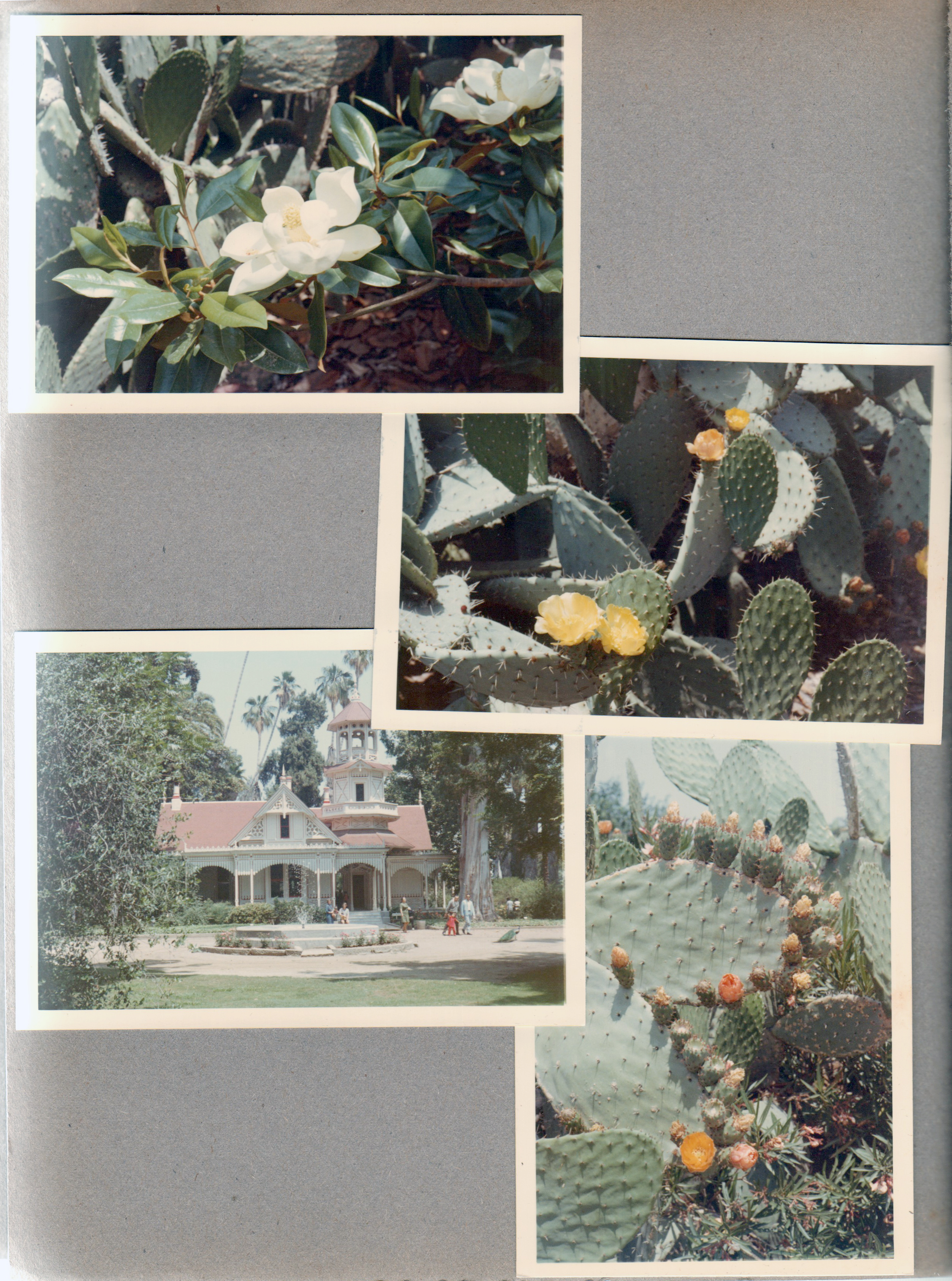 Flowers. Cactus. building.