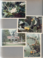 Flowers. Cactus. building.