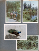 Susan, Alan, Rosemary, lake, peacock