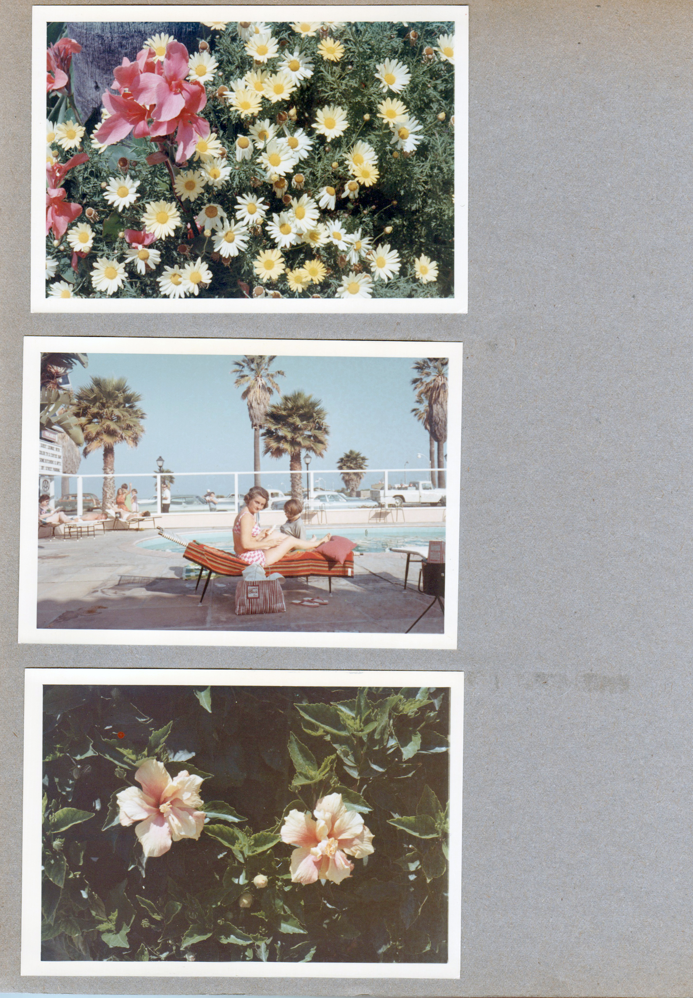 Flowers. Susan and Rosemary by pool.