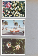 Flowers. Susan and Rosemary by pool.