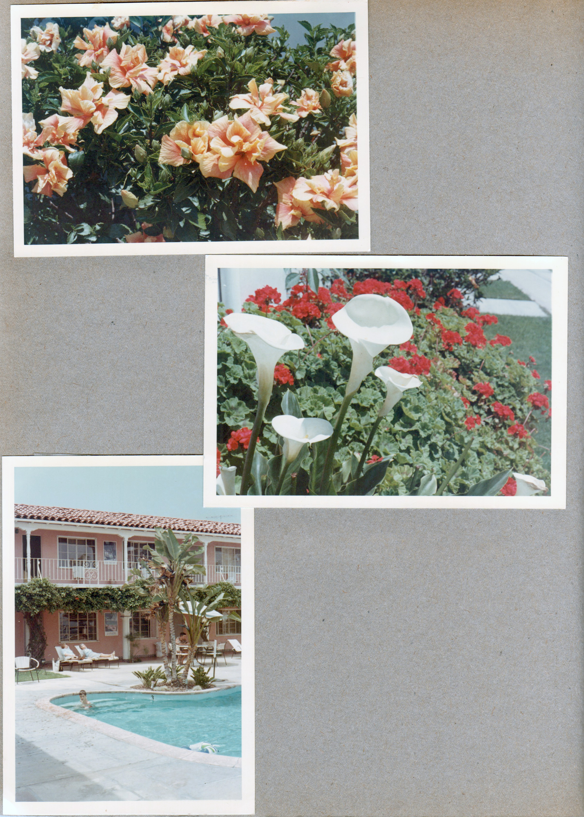Flowers. Motel pool - Alan