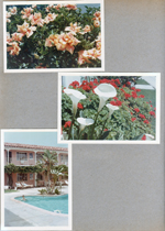 Flowers. Motel pool - Alan