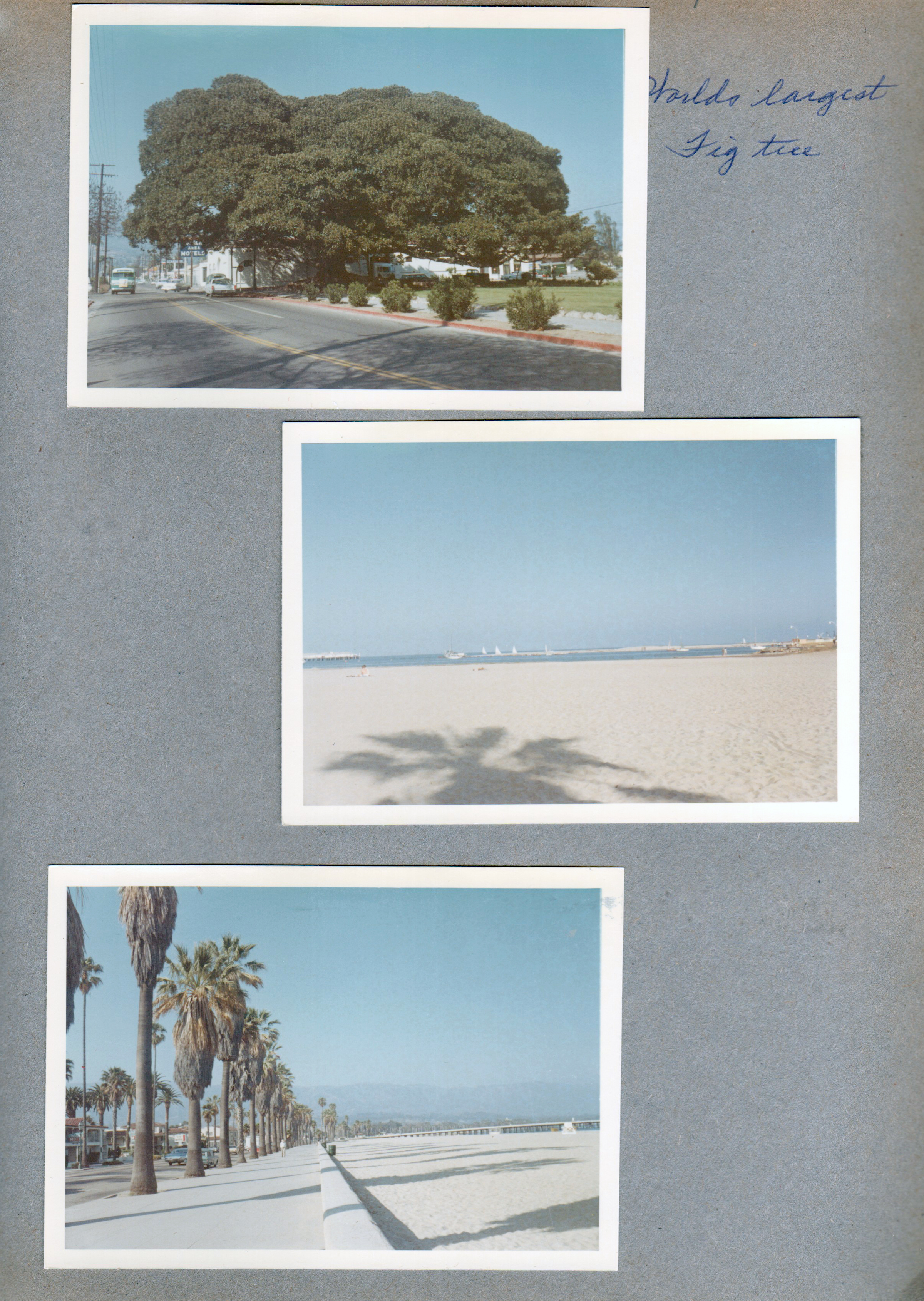 World's largest fig tree. Beach. Palm trees