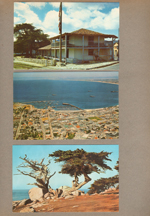 postcard motel? postcard Monterey Bay. postcard tree by ocean