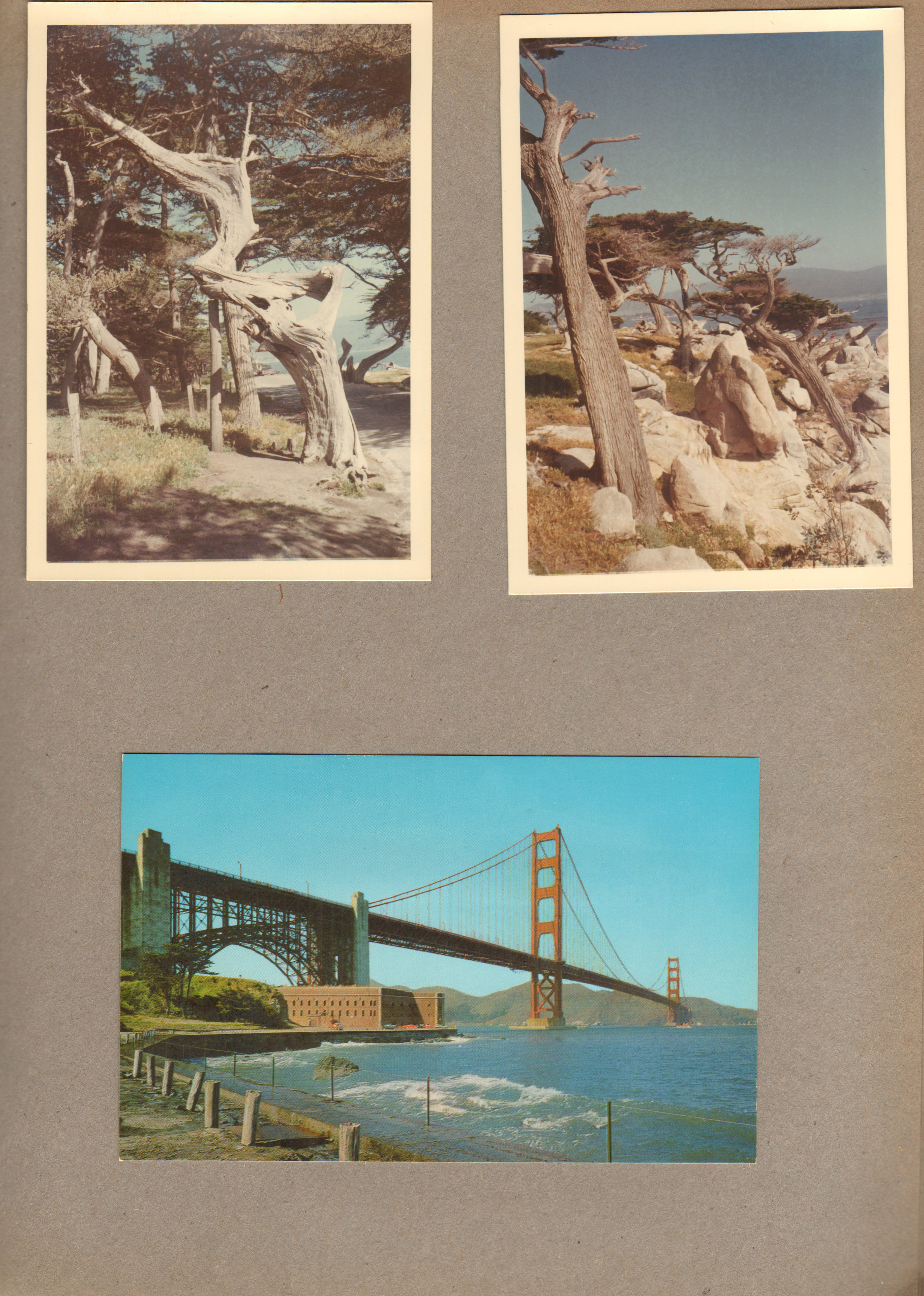artistic trees. postcard Golden Gate Bridge San Francisco