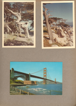 artistic trees. postcard Golden Gate Bridge San Francisco