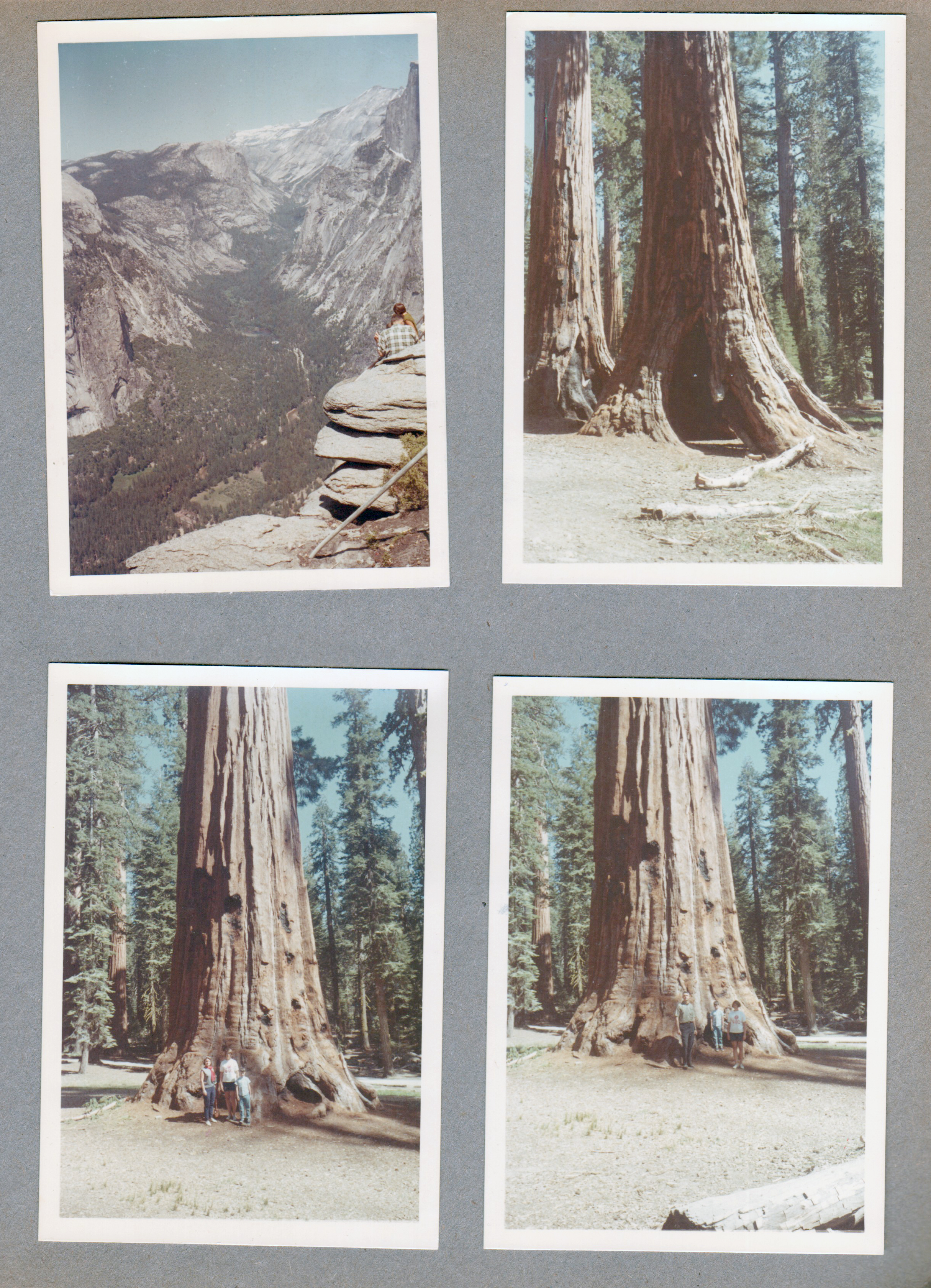 Yosemite - valley - giant redwoods - Rosemary Susan Alan