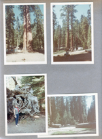 Yosemite - giant redwoods - Rosemary