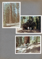 Yosemite - giant redwoods - Susan. Driving through tree