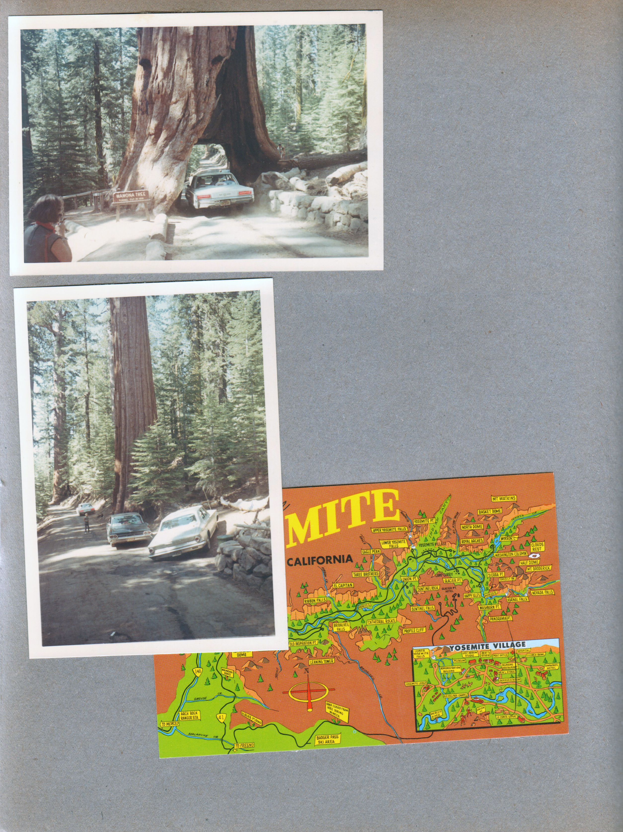 Yosemite - giant redwoods - Driving through tree. postcard map of Yosemite