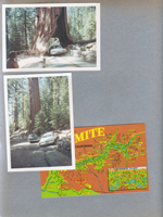 Yosemite - giant redwoods - Driving through tree. postcard map of Yosemite