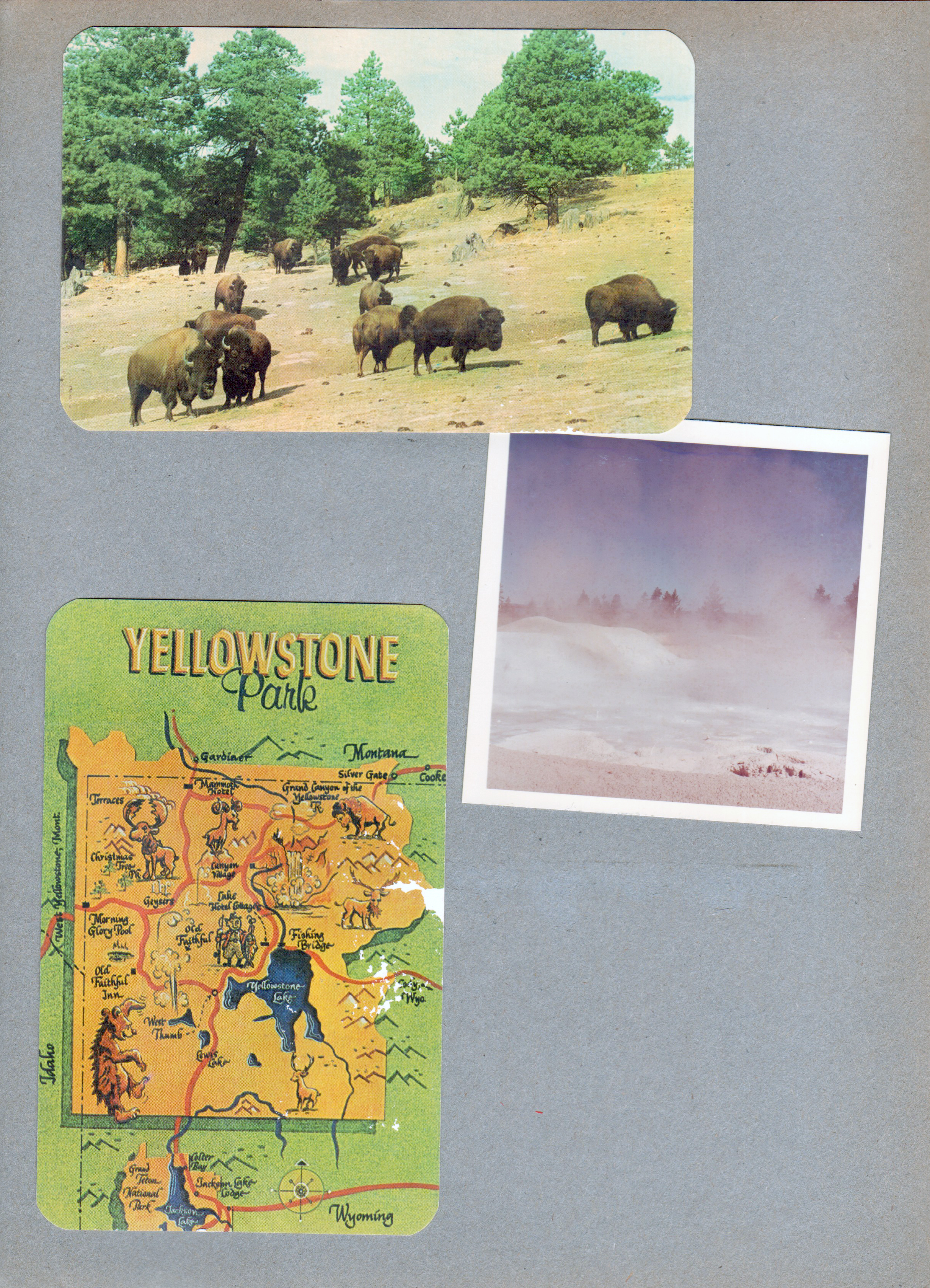Yellowstone National Park - postcard buffalo. postcard map