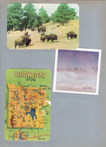 Yellowstone National Park - postcard buffalo. postcard map