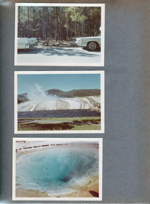 Yellowstone National Park hot springs. bear.