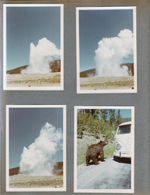 Yellowstone National Park. Geysers. Bear.