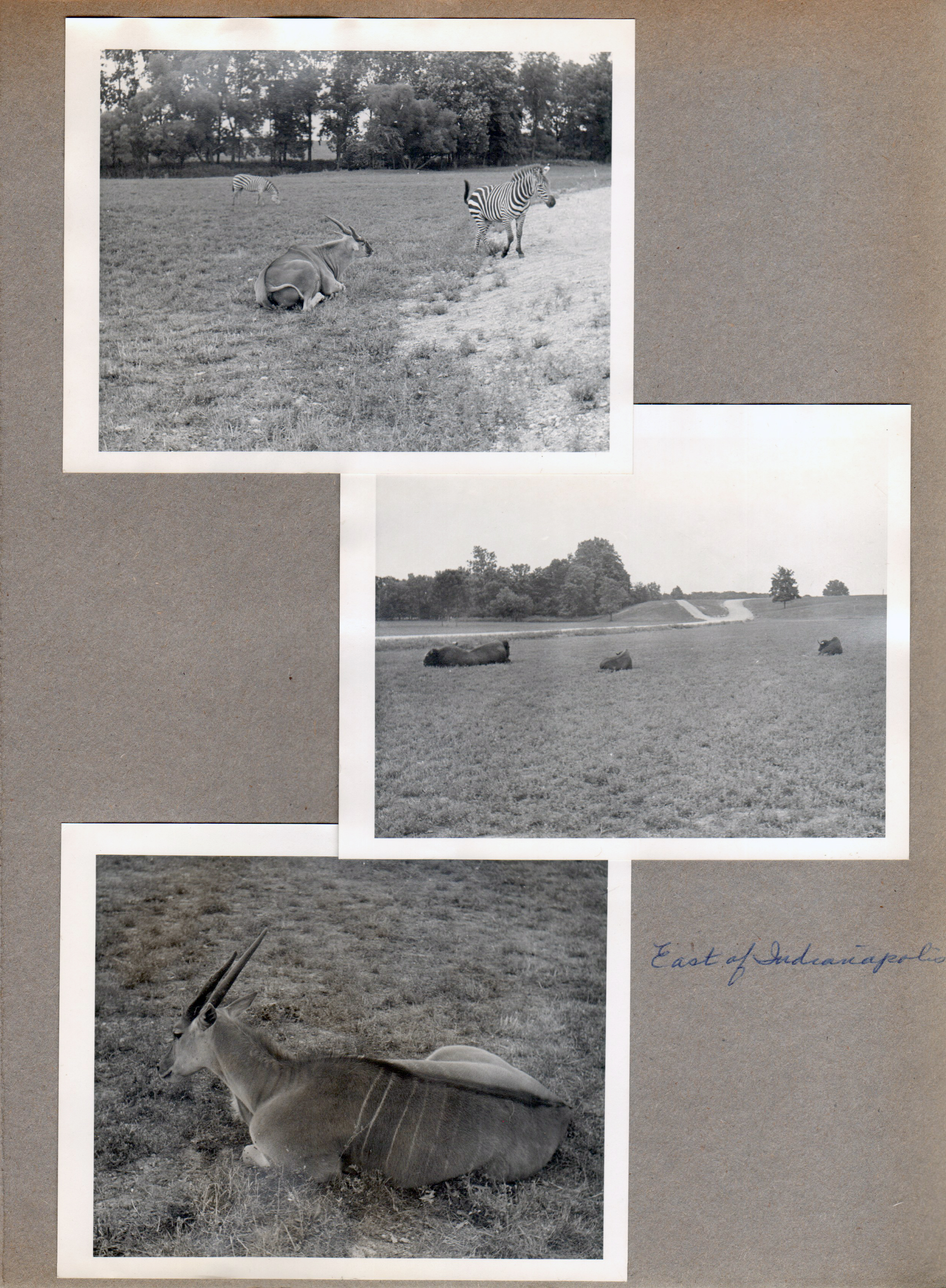 Animals east of Indianapolis - Zebra