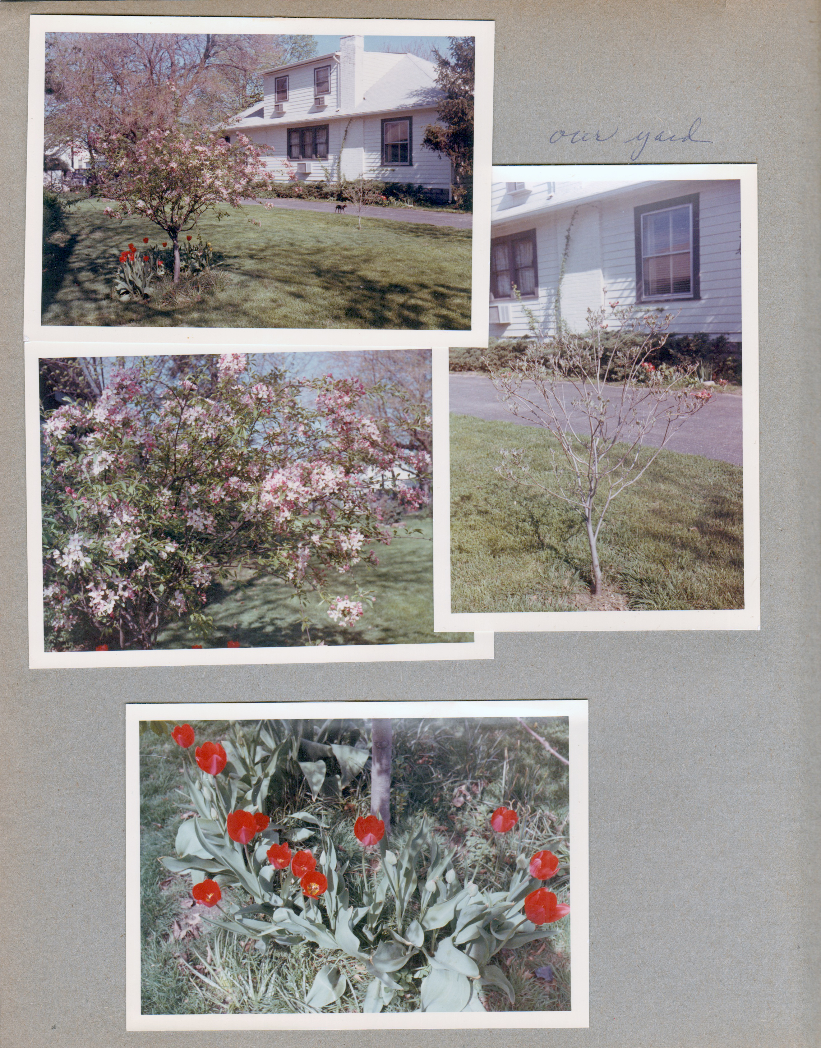 6122 yard driveway and house. Crab apple? and dogwood? Tulips
