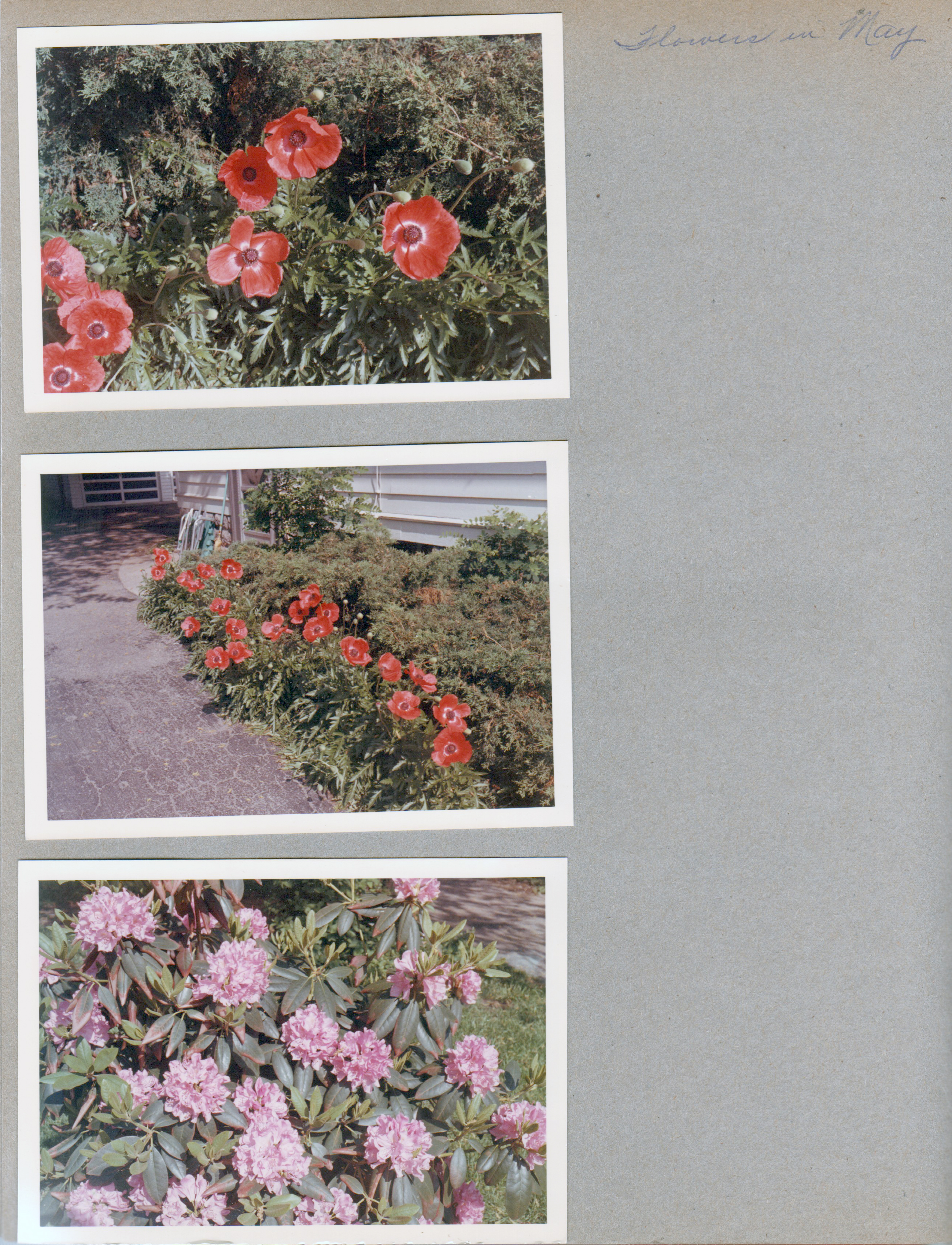 6122 poppies, Rhododendron