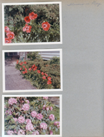 6122 poppies, Rhododendron