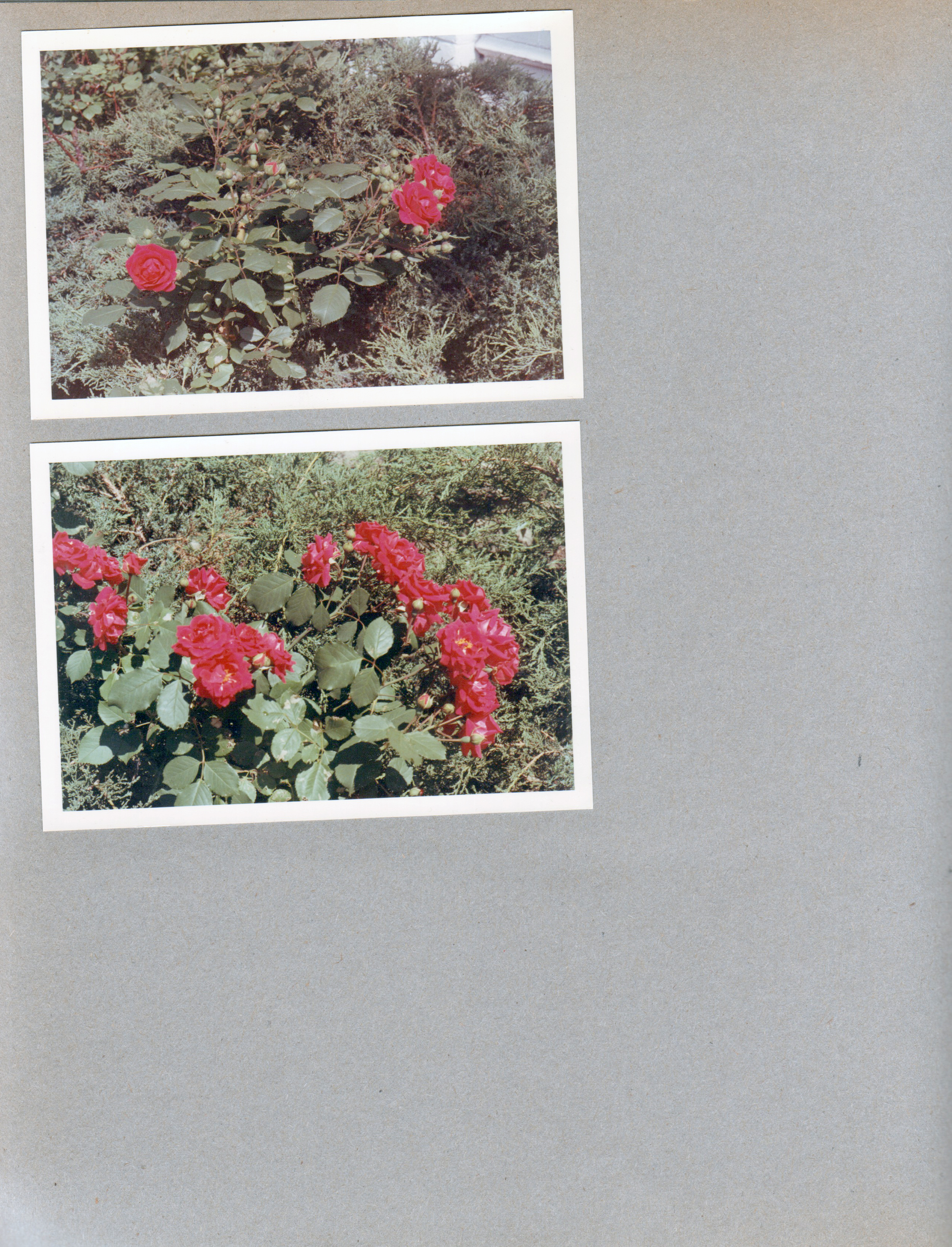 6122 yard roses