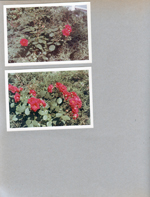 6122 yard roses