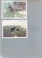 6122 yard -  puppy. Princess. Probably Shakespeare.