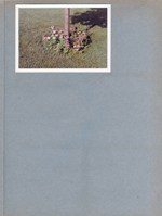 6122 yard -  petunias around tree