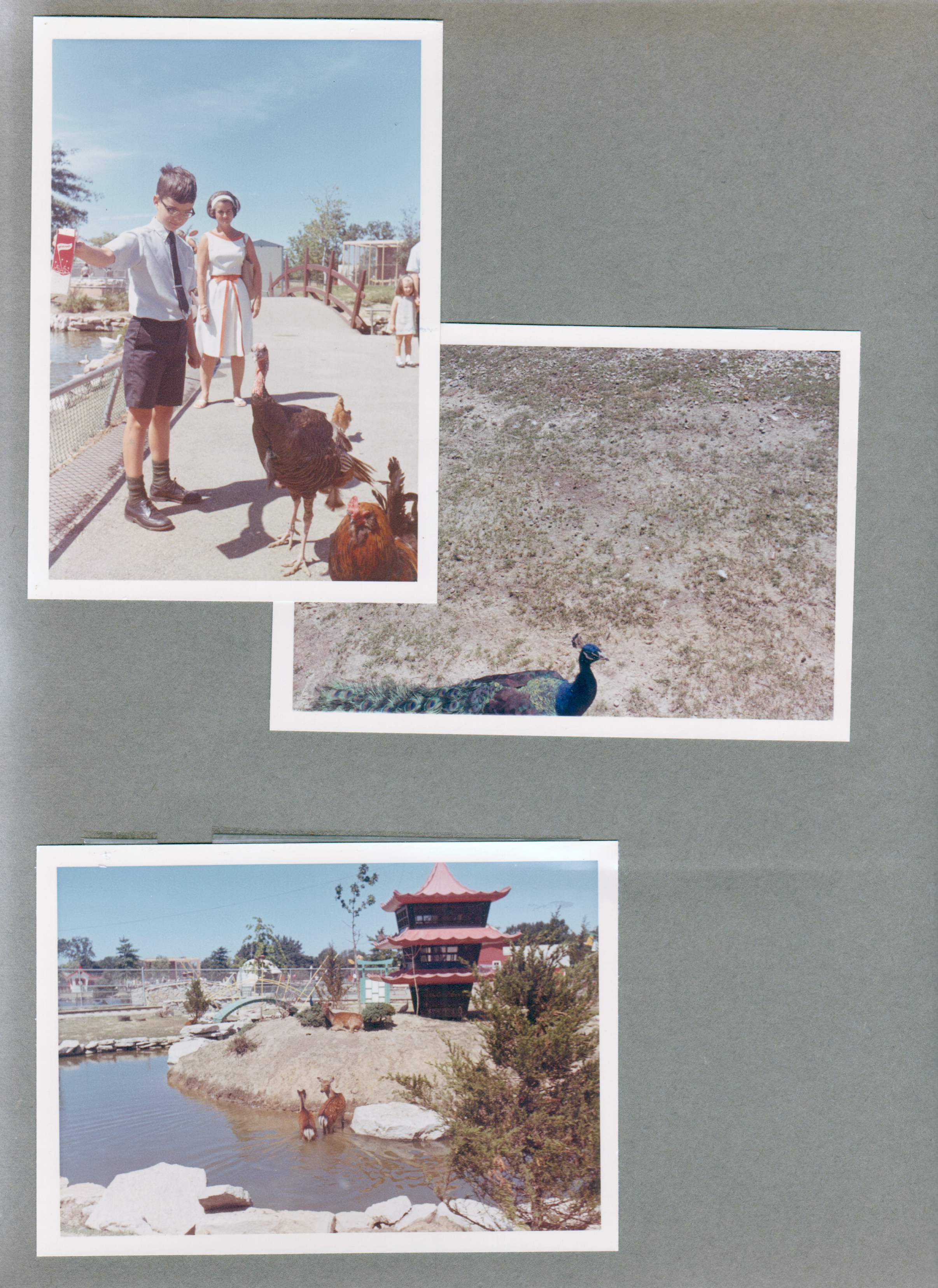 Indianapolis Zoo - Alan, Rosemary, turkeys. Flamingo. Deer pagoda.
