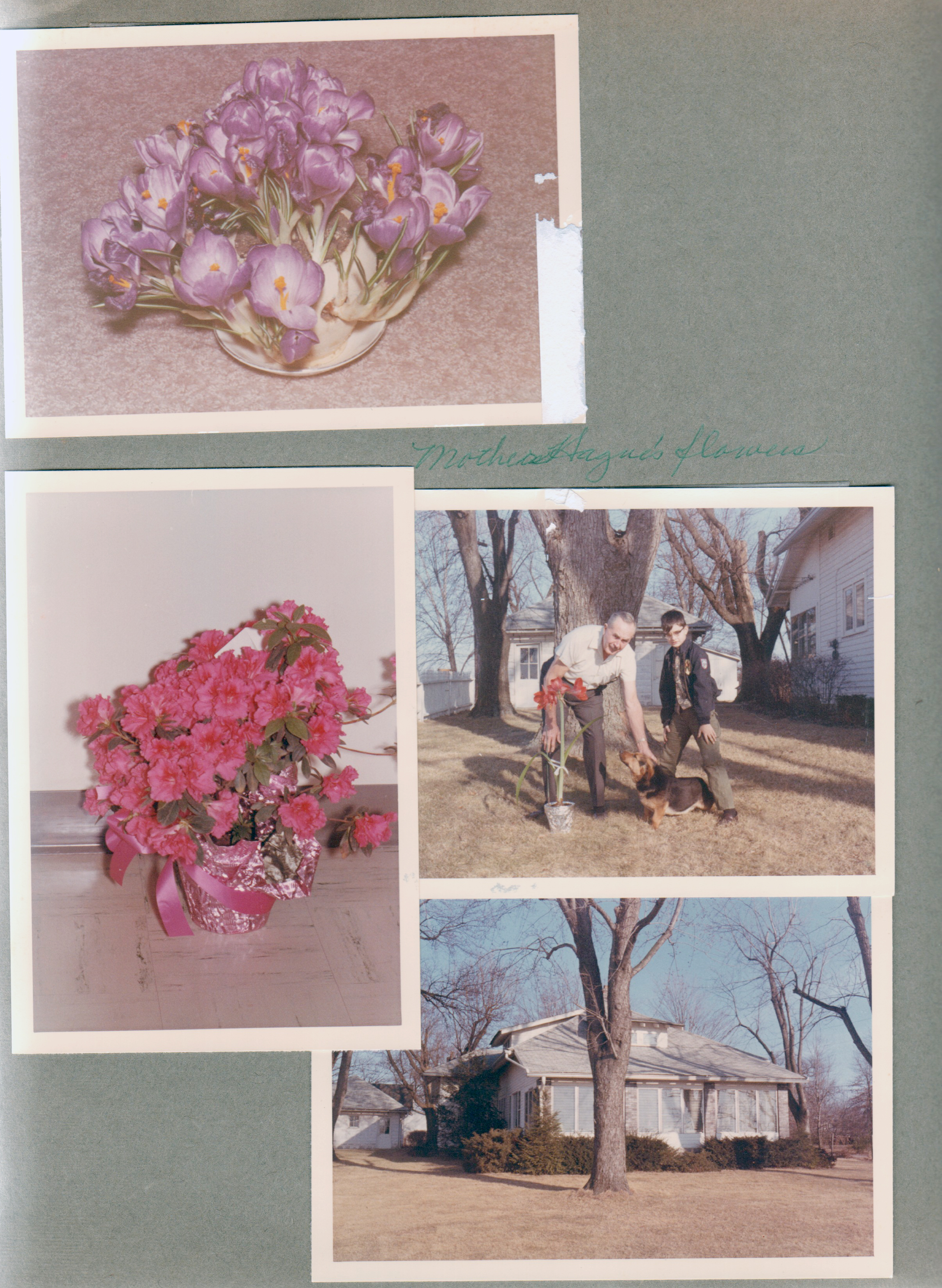6122 crocus. flowers. 