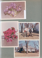6122 crocus. flowers. 
