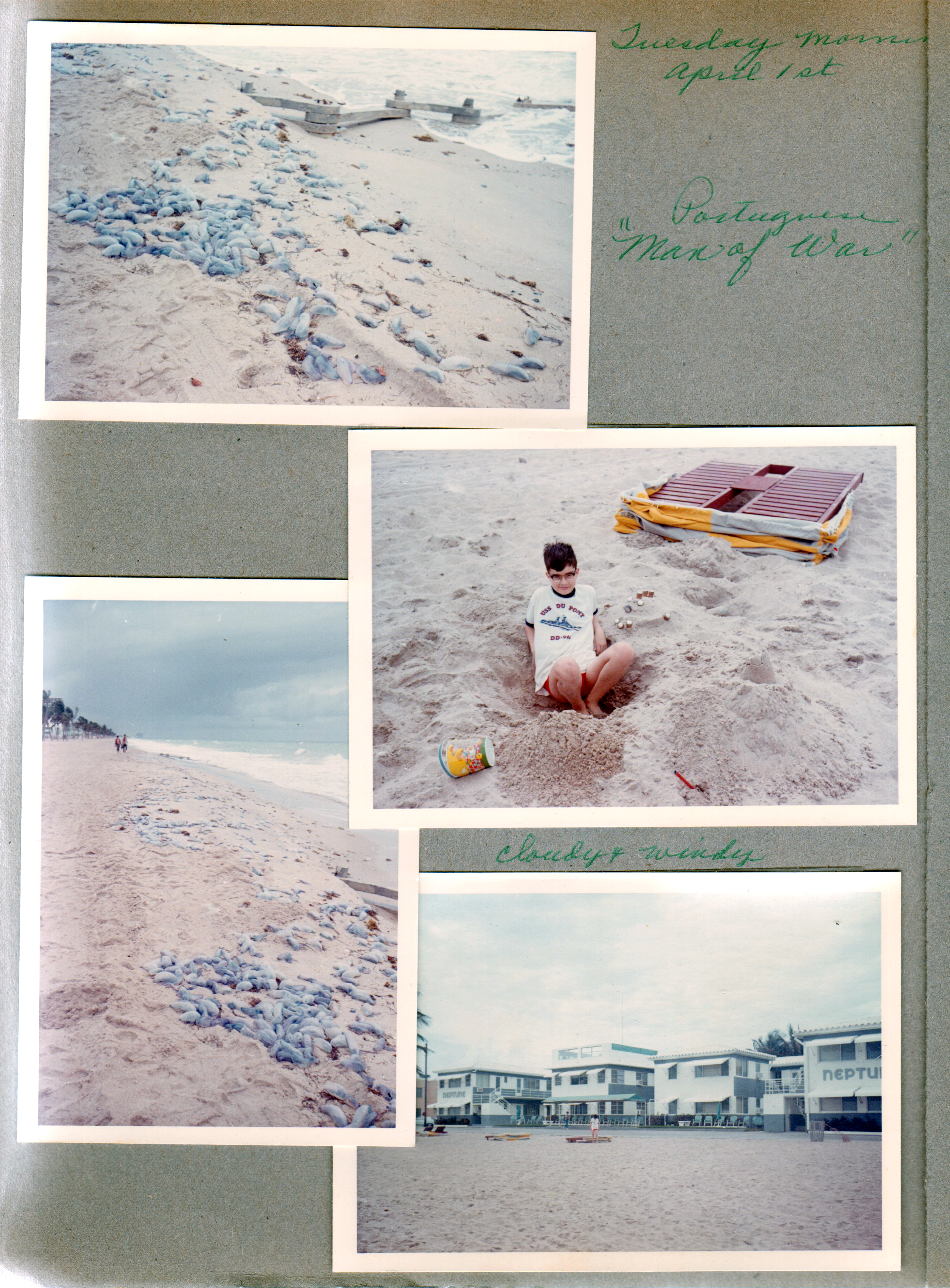 Hollywood Beach - Portuguese Man-o-War piled on beach by jetty. Alan in sand. Neptune Apts from beach.
