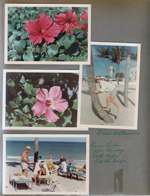 Hollywood Beach - flowers. Drew Watkinson climbing palm tree. Lorne Hicks, Jesse Hernsy, Ruth Keifer and Pete de Suza in chairs on beach.