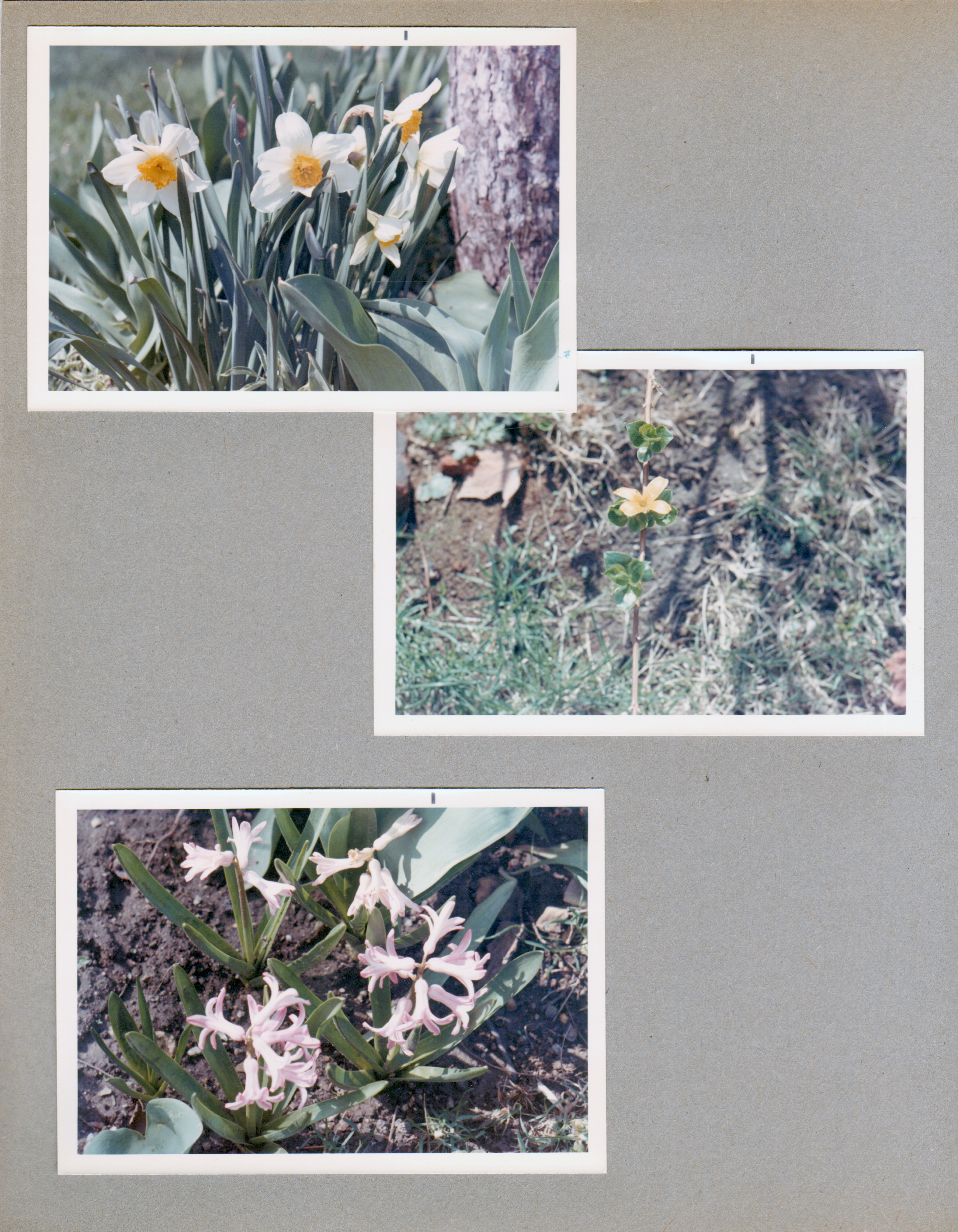 6122 yard - daffodils