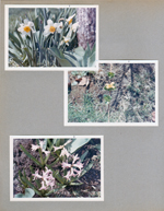 6122 yard - daffodils