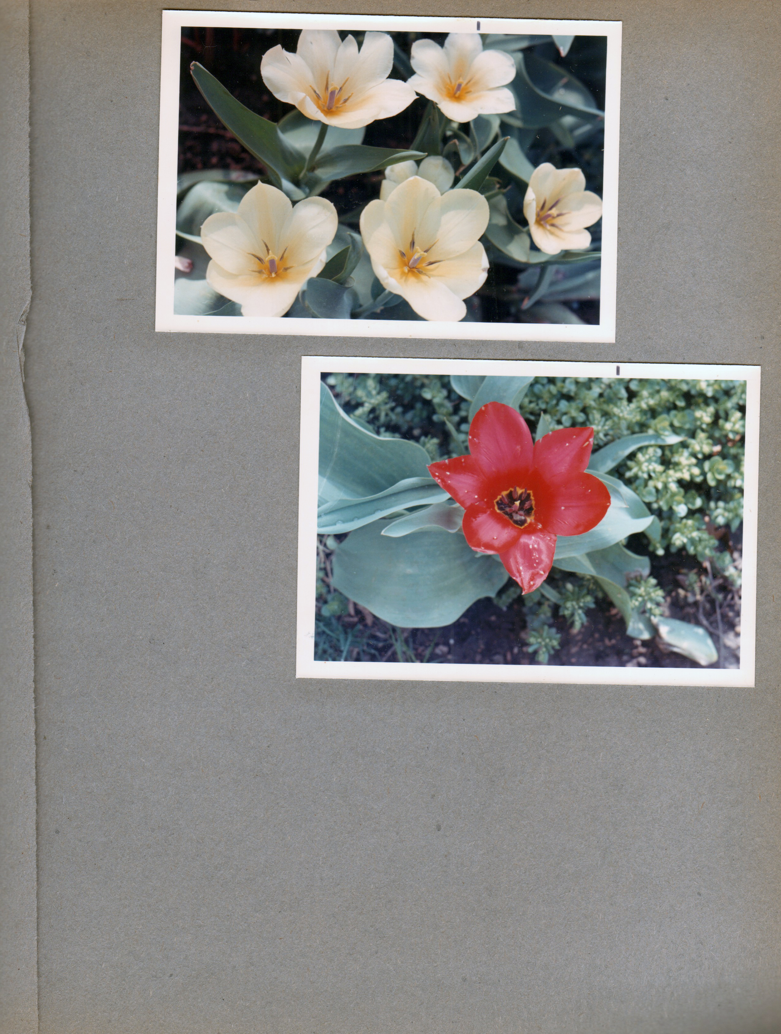 6122 yard - tulips